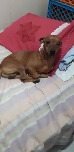 Pincher macho ADOÇÃO RESPONSÁVEL 