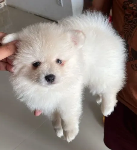 Bolinha de pelo spitz alemão