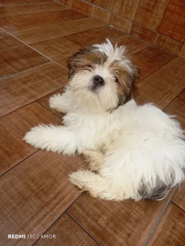 Vende -se cachorro shitzu ?