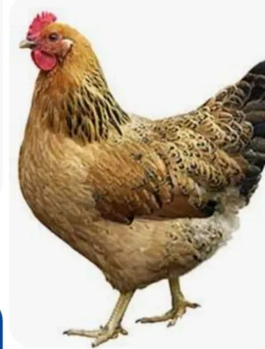 Galinha ovos azuis 