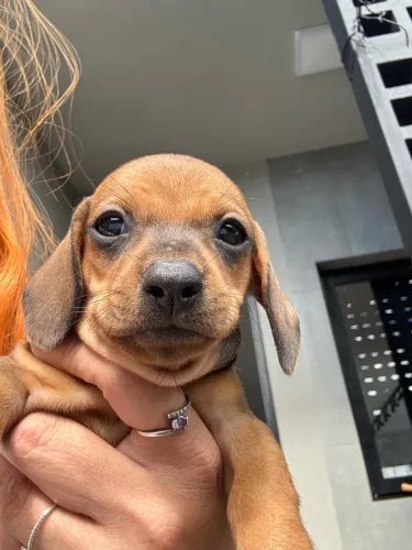 Cachorro salsicha dachshund