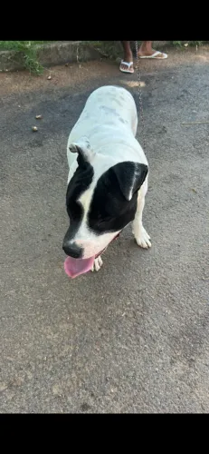 Cachorro dócil 