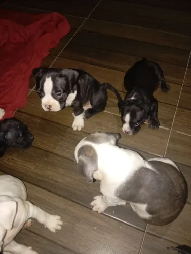 Filhotes de América Bully puros pai e mãe possui pedigree 