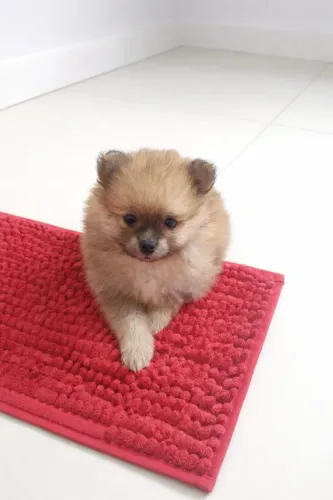 Filhote macho de Spitz Alemão