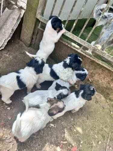 Cachorrinhos pra doação