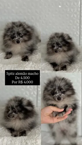 Filhotes Spitz alemão machos e femeas lulu