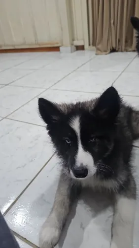 Husky siberiano