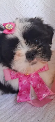 Shih Tzu Fêmea