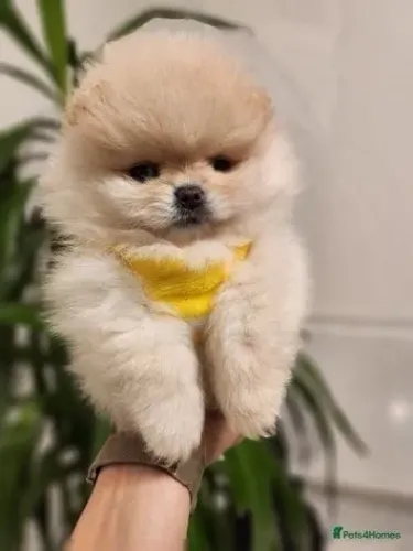 Cachorro filhote spitz alemão/lulu da pomerânia dócil e brincalhão