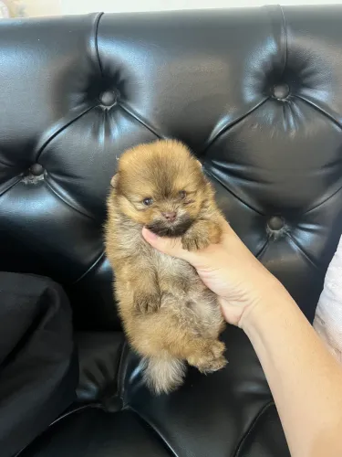 Filhote de lulu da pomerania