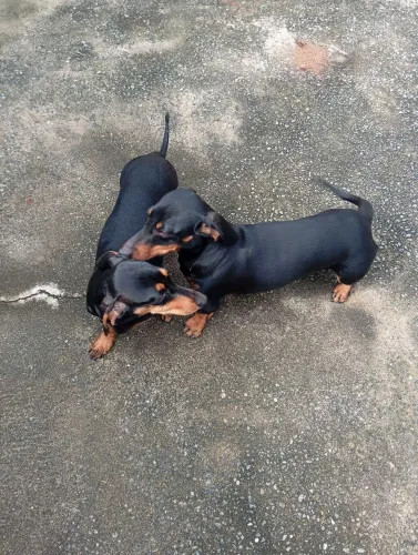 Basset Dachshund