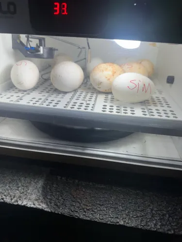 Ovos de Gansas