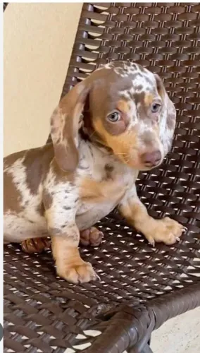 DACHSHUND ARLEQUIM machinho (SALSICHA)