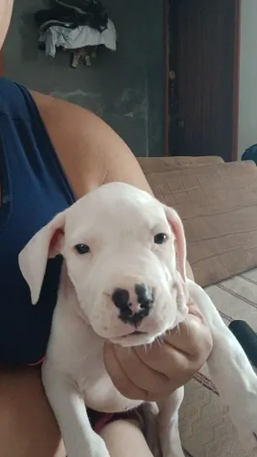 Dogo argentino fêmea