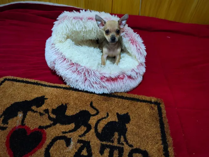 Mini Pinscher