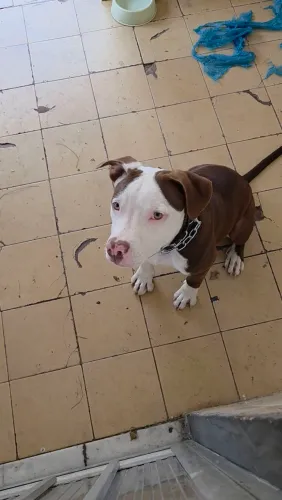 Pitbull para doação 