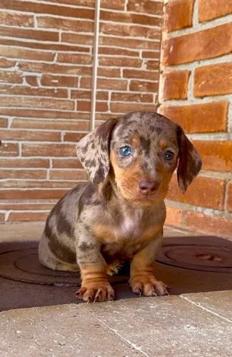 Daschund - Basset - Teckel.A pronta entrega 