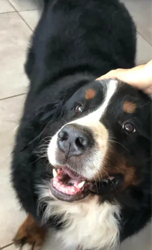Bernese Moutain o gigante gentil 