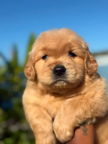 Golden Retriever - Com a saúde em dia