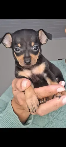 Pinscher 0