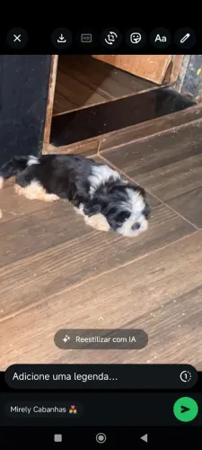 Vendo filhote de lhsa Apso  45 dias 