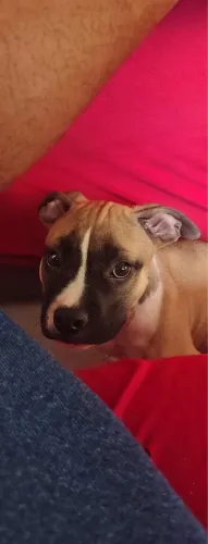 Vende se cachorro raça american bulling