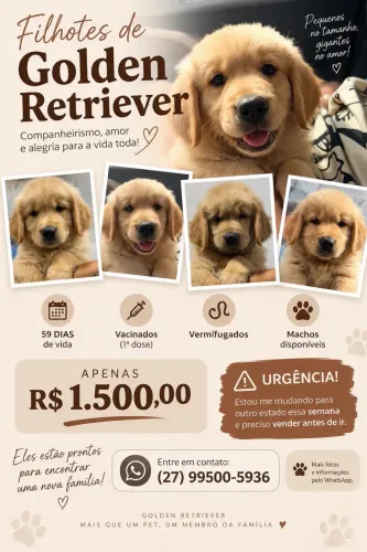 GOLDEN RETRIEVER URGENTE