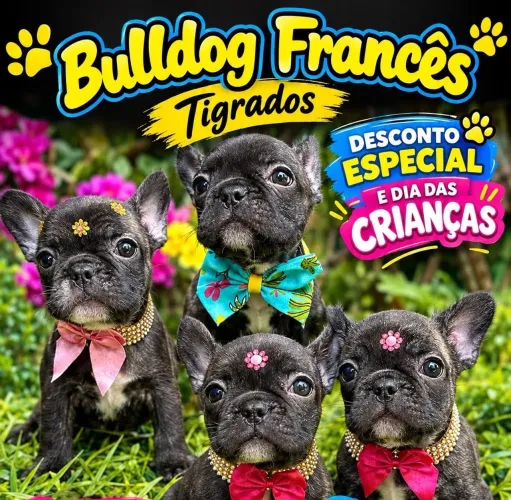 Bulldog Francês (Pocket)