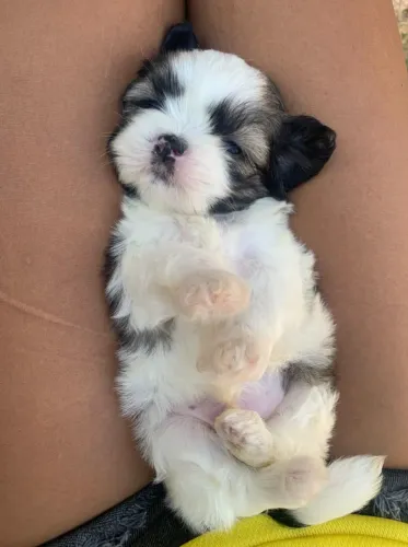 Shihtzu macho disponível