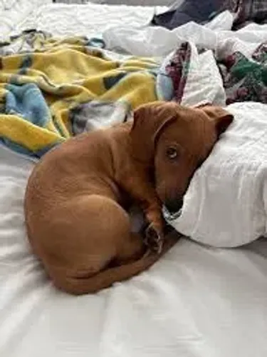 Dachshund - Filhotes Criados em Ambiente Familiar e com Muito Carinho