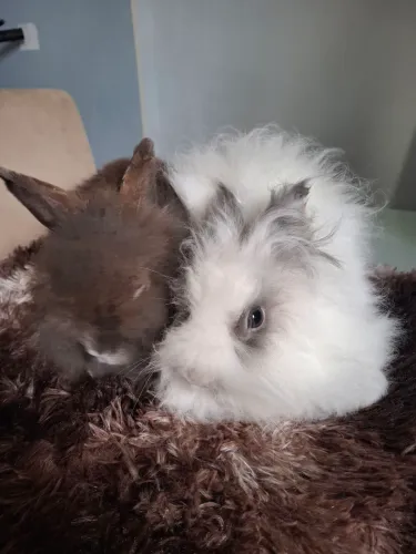 Mini teddy drafl o casal 