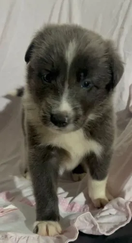 Border Collie Australiano 