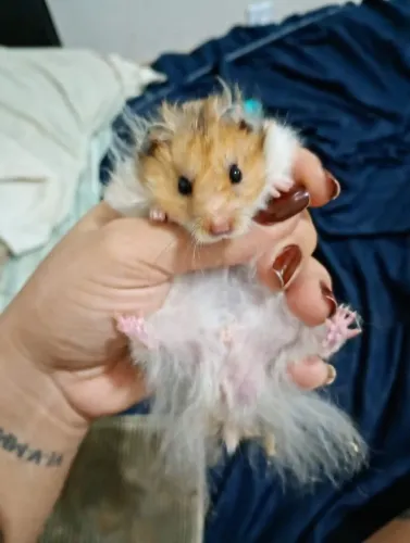 Hamister sírio angorá 