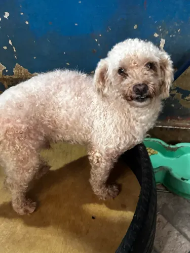 Doação de poodle numero3