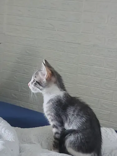 Doação de gata filhote