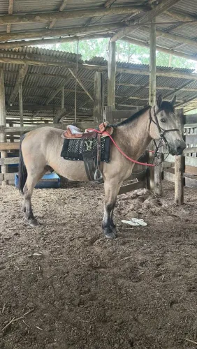 Cavalo crioulo