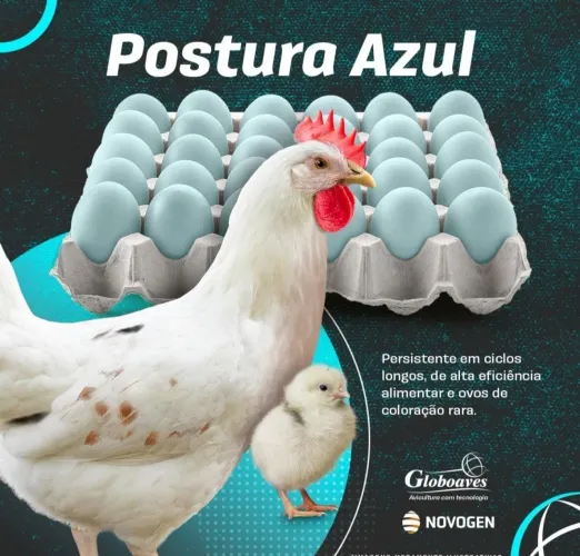 Pinto Poedeiras de ovos azuis