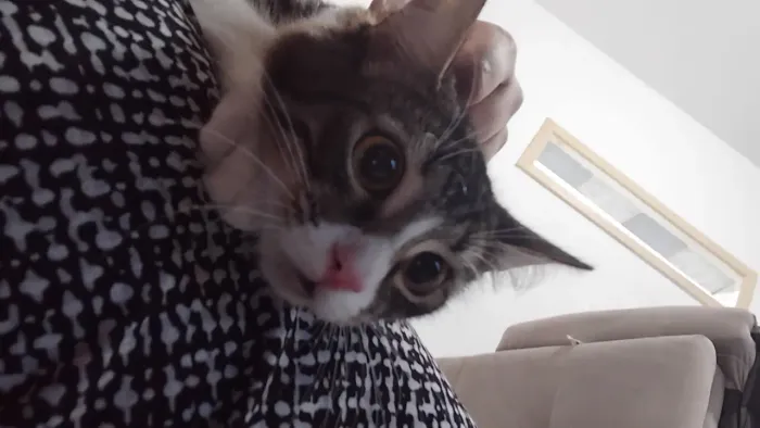 DOAÇÃO DE GATA - MISTURADA COM PERSA
