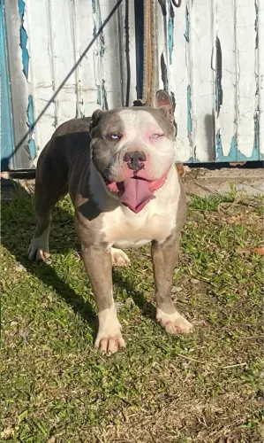 American bully macho 