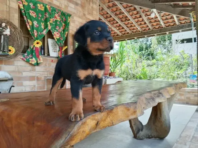 Rottweiler - Linhagem Funcional