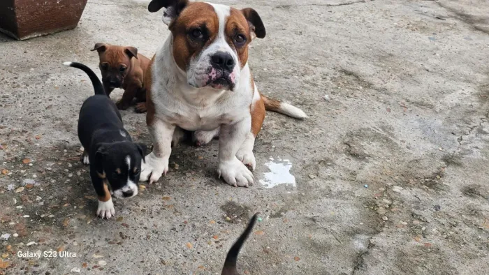 Filhotes American Bully e Decker huntig terrier 