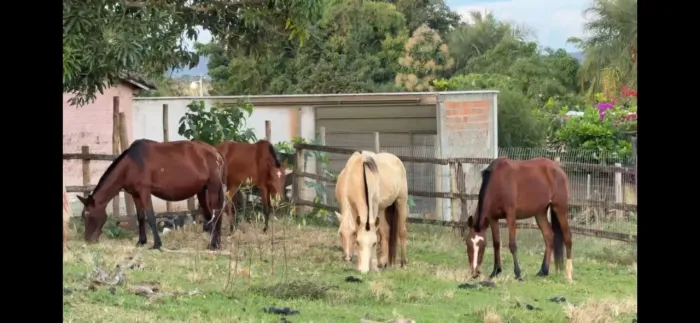 Eguas mangalarga marchador