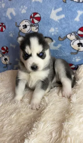 HUsky siberiano bonito e ativo