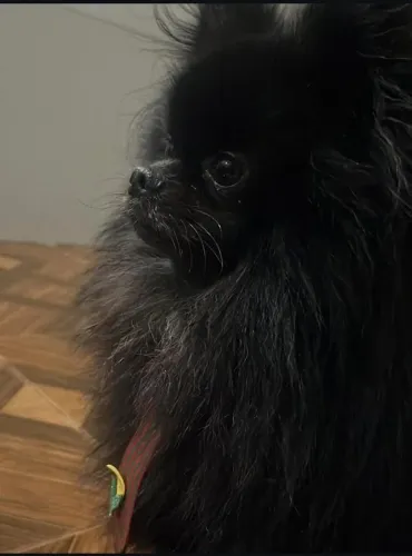 Lulu pomerania