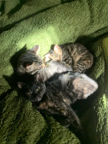 Gatos filhotes para doação
