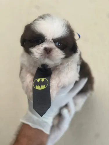 Shih Tzu incrível procurando um lar