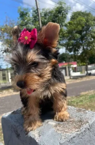 Yorkshire terrier MICRO