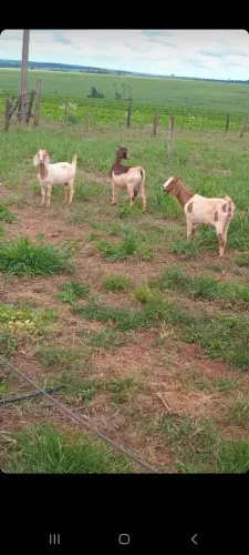 Vendo cabras bôer de primeira qualidade 