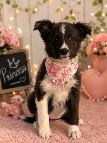 Filhotes de Border collie fêmea maravilhosas!