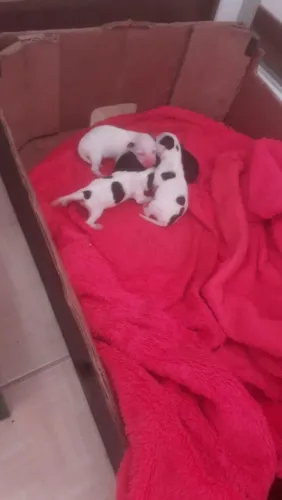 Cachorrinhos pincher a venda